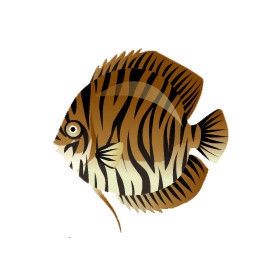 Brown Striped Discus